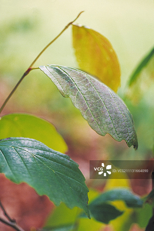 金缕梅图片素材