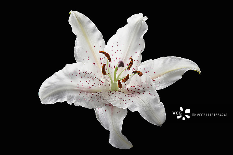 百合花 ‘卡萨布兰卡’，白色六瓣花朵，带有橙色斑点和覆盖着橙色花粉的雄蕊的正面图图片素材