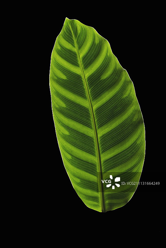 竹芋：一株浅绿色叶子的正面，中脉两侧有规则的深色斑纹图片素材
