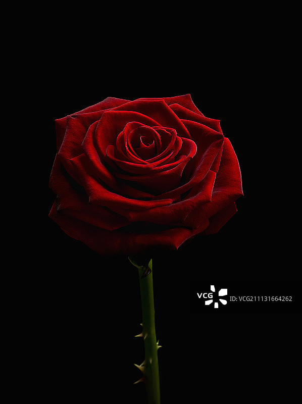 单支深红色玫瑰图片素材