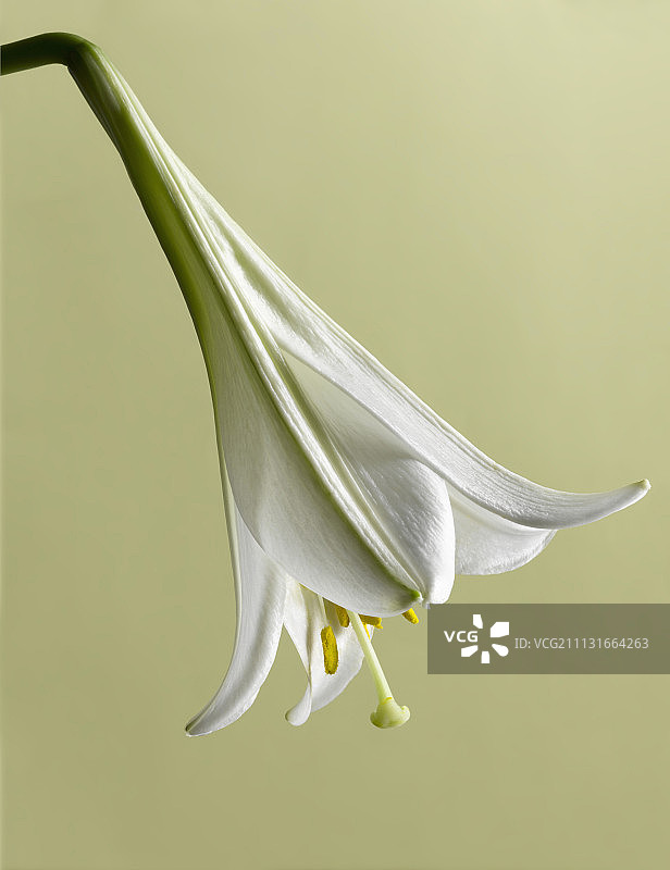 复活节百合的漏斗状白色花朵特写图片素材