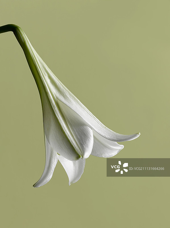 复活节百合花图片素材