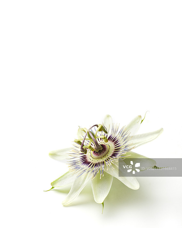 西番莲图片素材