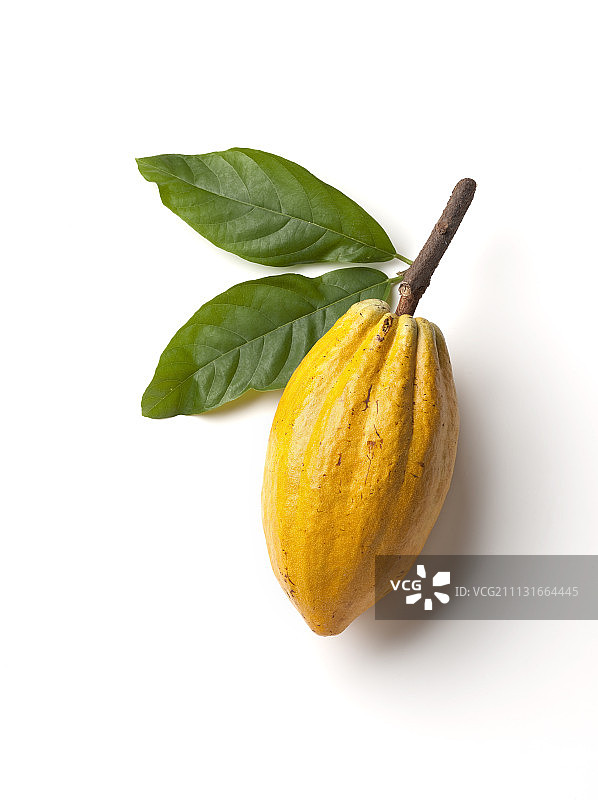 可可豆图片素材