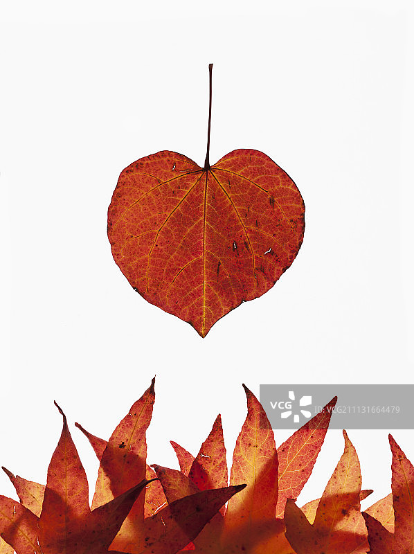 森林三色堇，加拿大紫荆心形秋叶在白色背景上逆光，下方是一排枫香树叶图片素材
