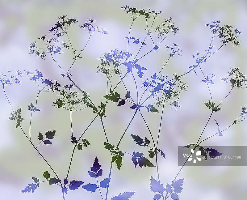 欧洲防风草抽象轮廓图片素材