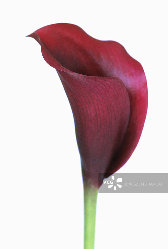 睡莲、马蹄莲图片素材