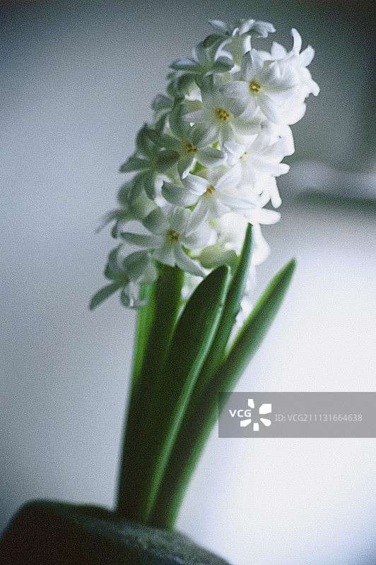 风信子图片素材