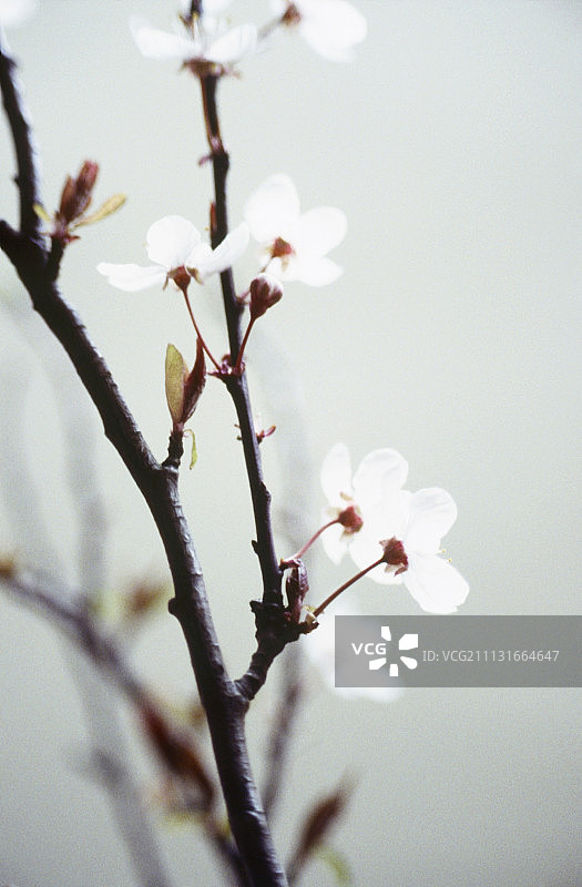 樱桃，鸟属李图片素材