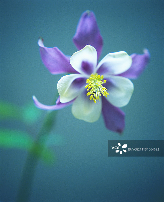 耧斗菜，欧洲耧斗菜图片素材