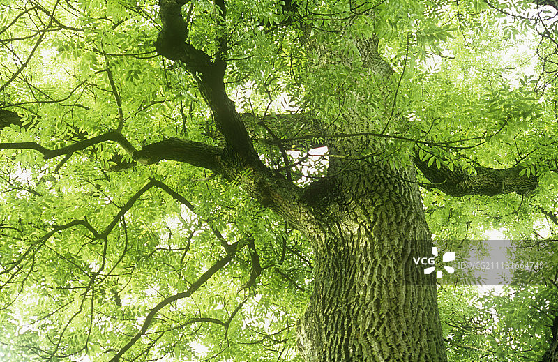 白蜡树图片素材