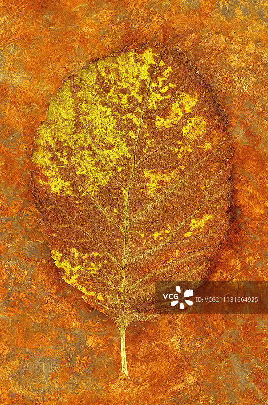 白粱树绿叶在锈迹斑斑的金属板上图片素材