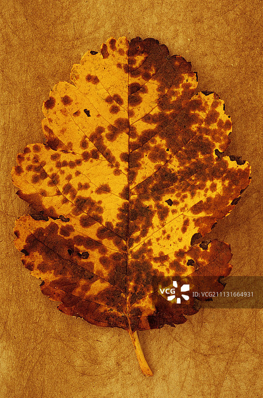 白梁树：黄色和棕色秋叶的影棚照片图片素材