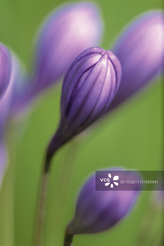 百子莲图片素材