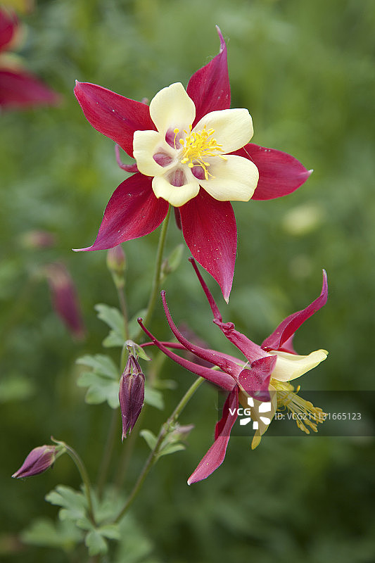 Aquilegia Crimson Star，红色花朵，白色花冠和黄色中心图片素材