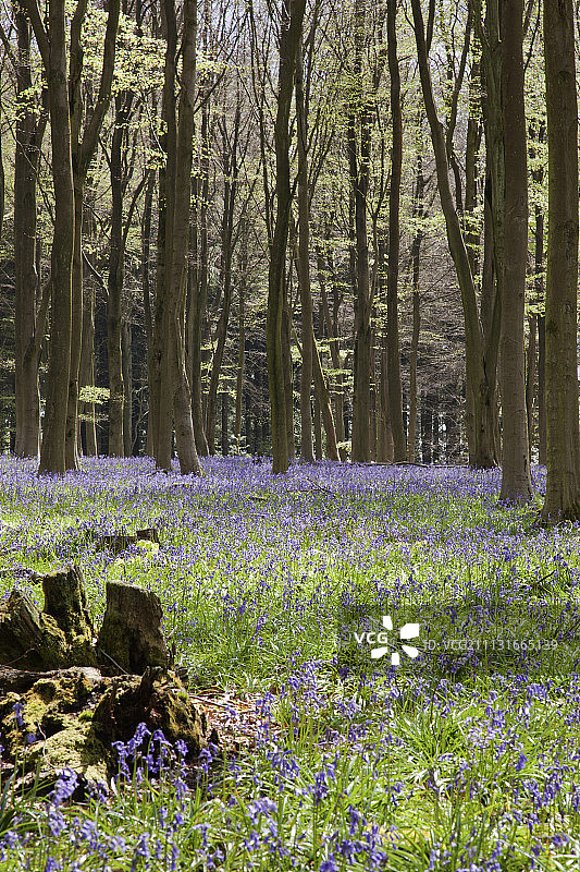 山毛榉林地与英国风铃草图片素材