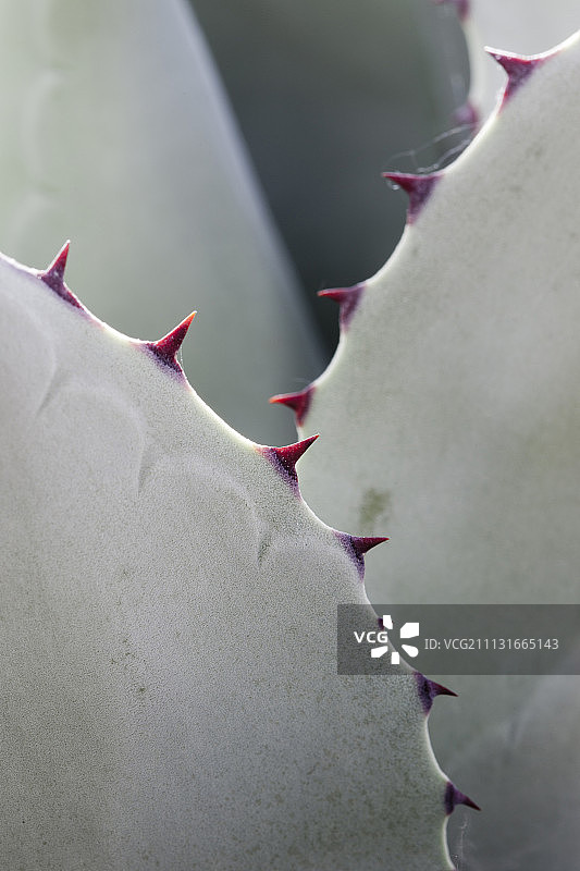 龙舌兰：锯齿状蓝绿色叶子的特写图片素材