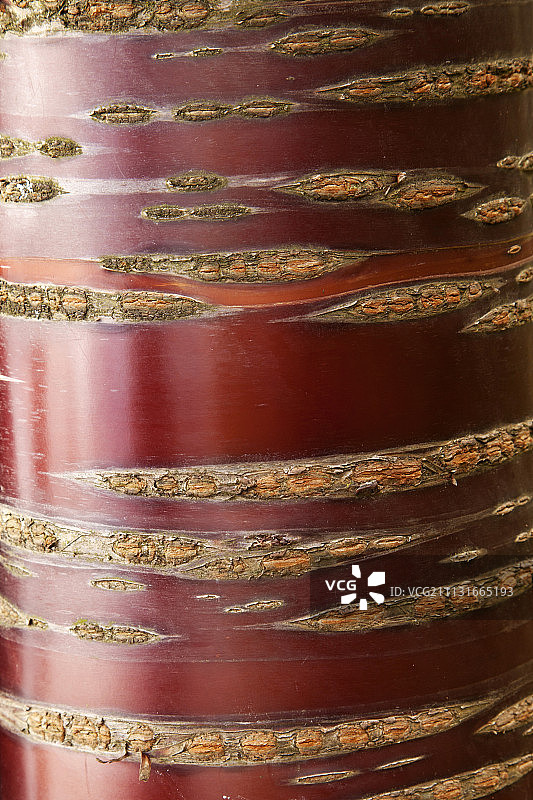 樱花，关山樱，日本樱花装饰红树皮特写，英国汉普郡图片素材