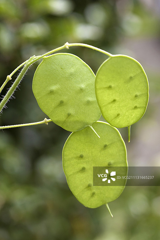 诚实：银扇草，三片叶子在光线下显现种子图片素材