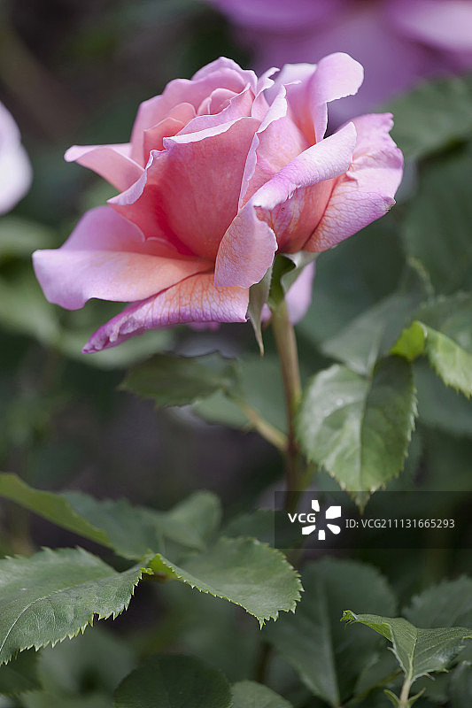 粉色玫瑰花朵侧面视角图片素材