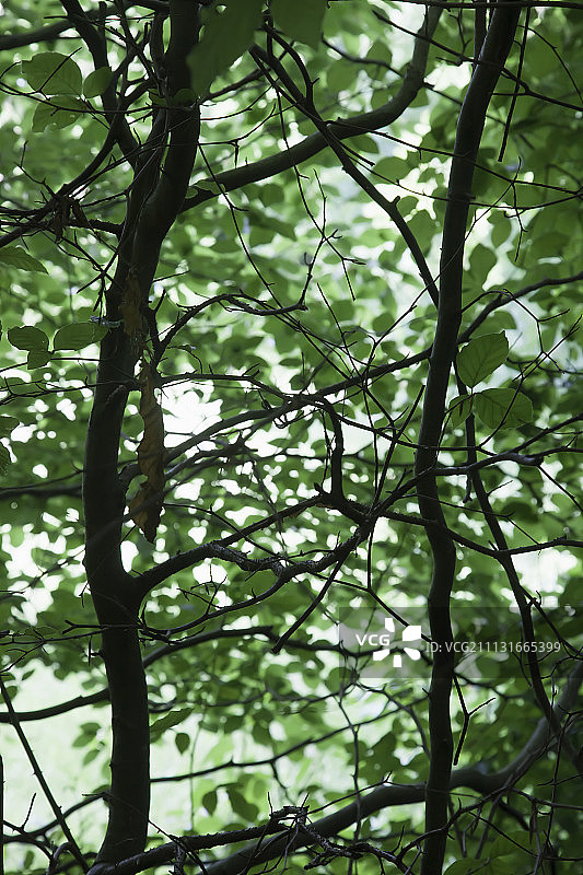 榉木树枝与绿色树叶的剪影图片素材