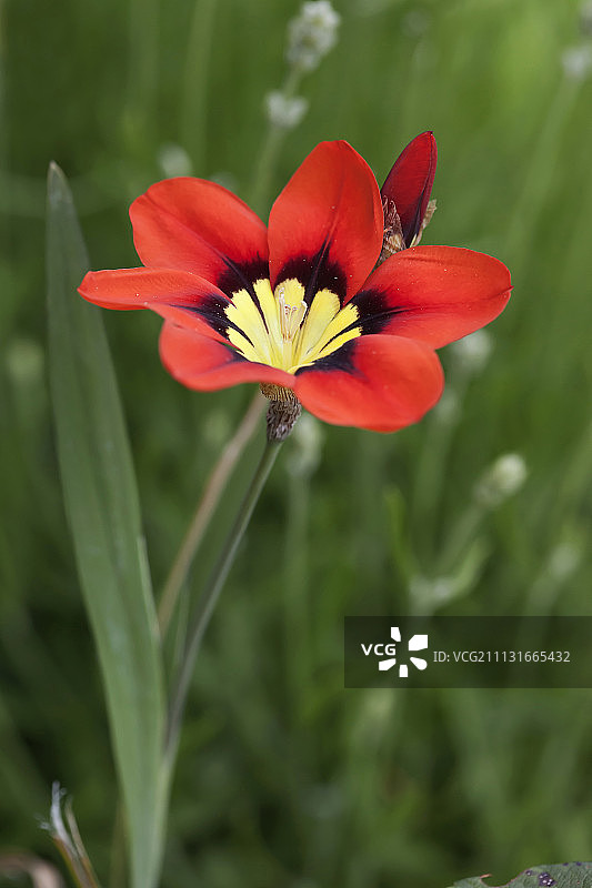 三色庭菖蒲，红色花朵在户外生长图片素材