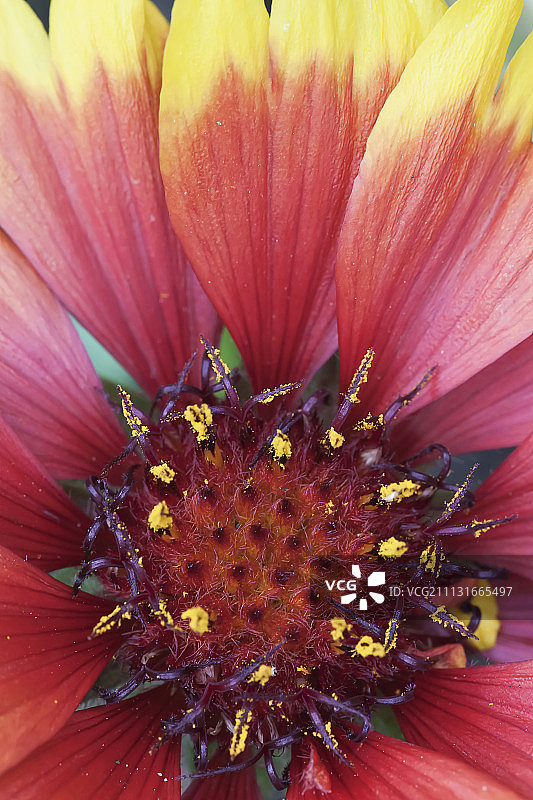 阔叶金盏花特写，展示红色花朵的雄蕊图片素材
