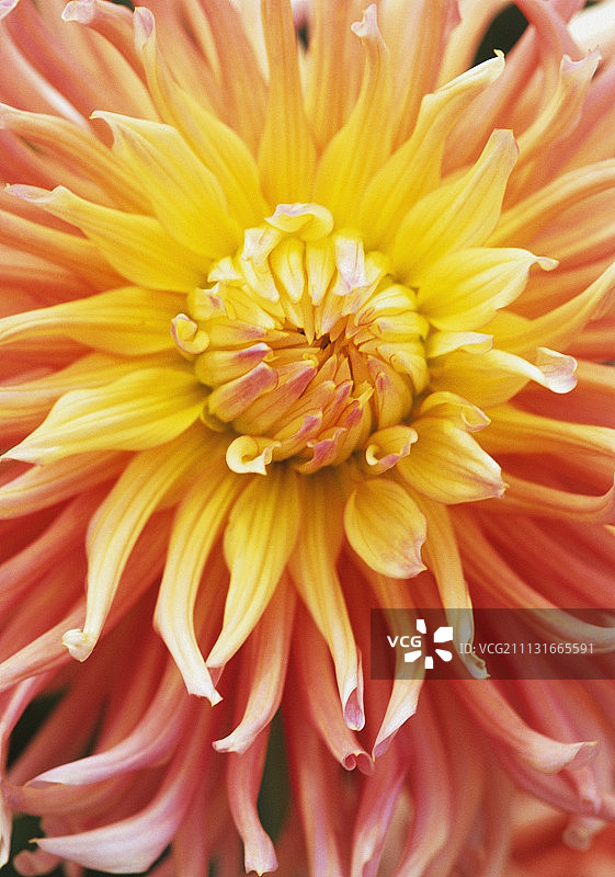 大丽花‘雪莉联盟’图片素材