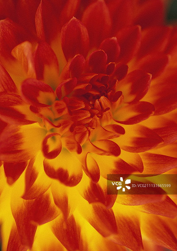 大丽花 ‘Trelyn Sunset’图片素材