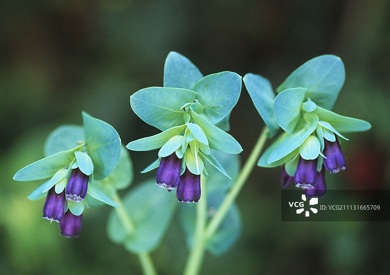 紫斑蜡花图片素材