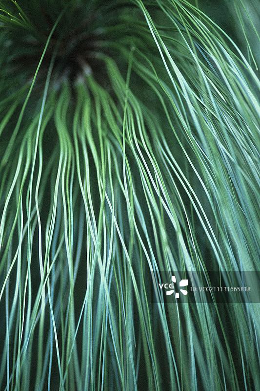 蒙特苏马松图片素材