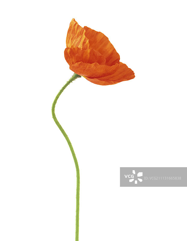 罂粟花图片素材