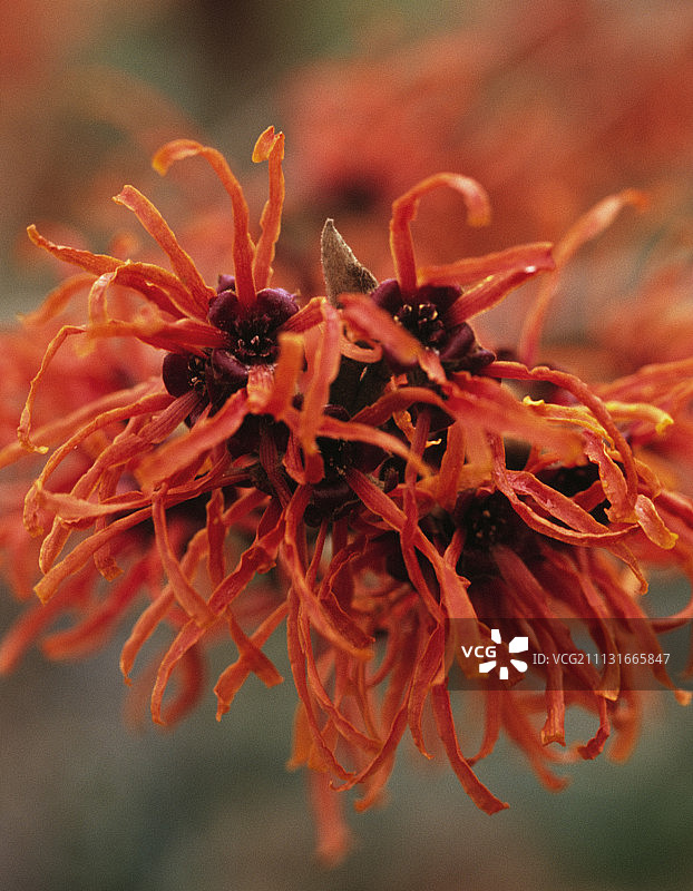 金缕梅图片素材