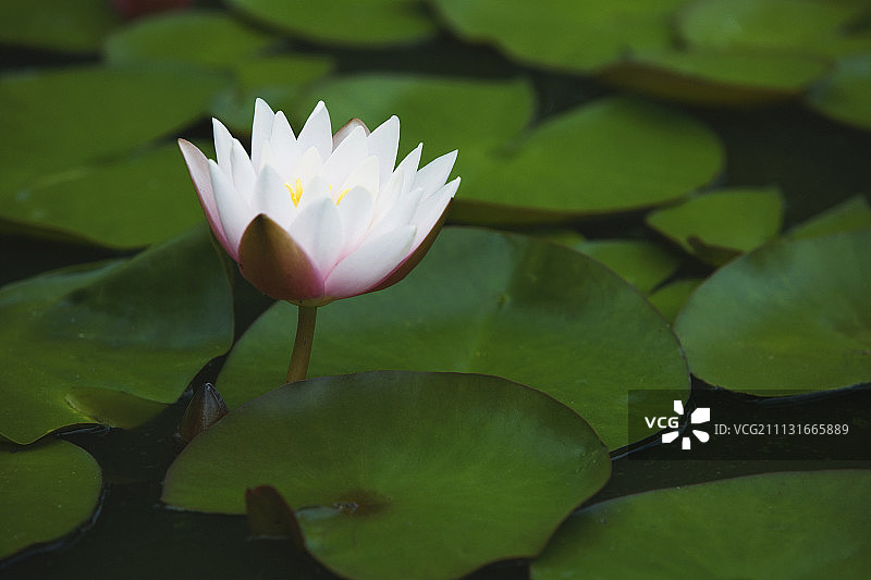 睡莲图片素材
