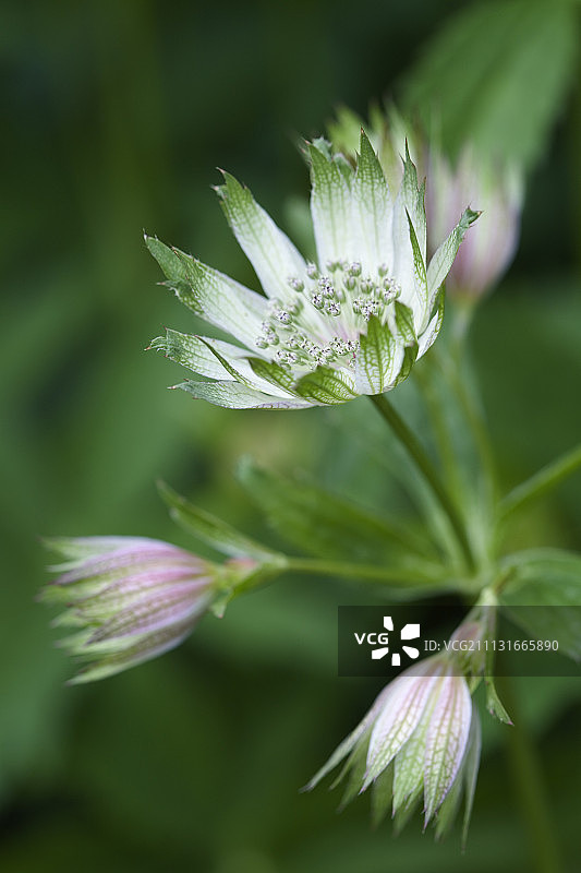 银莲花，伞形花序，大银莲花图片素材
