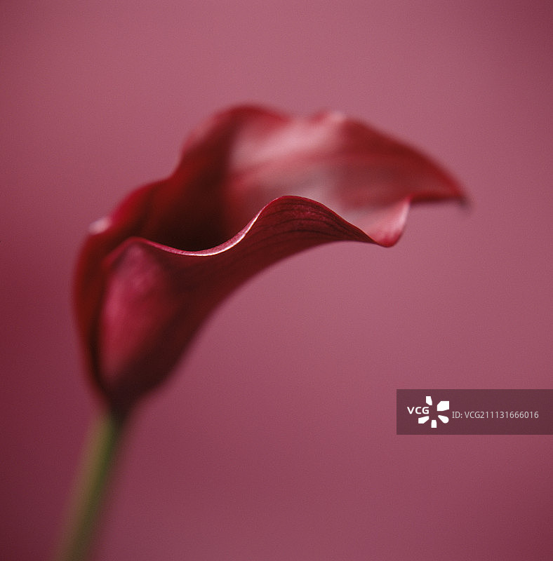 睡莲、马蹄莲图片素材