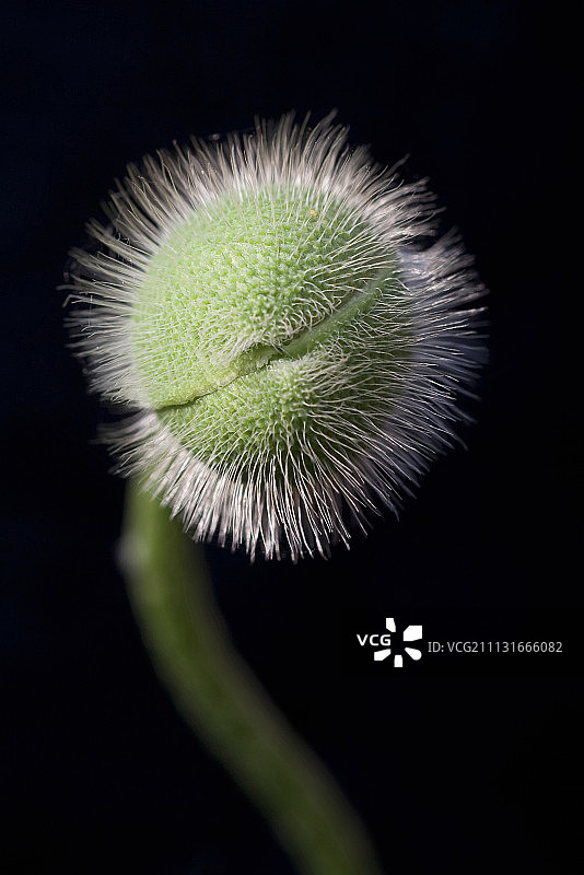 罂粟花，东方罂粟，罂粟属植物图片素材