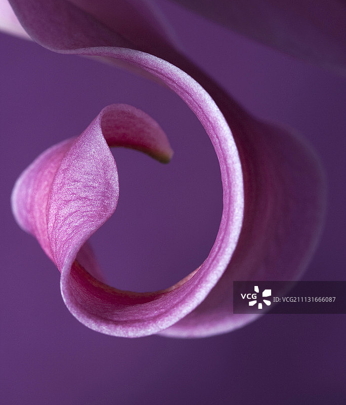 百合花图片素材