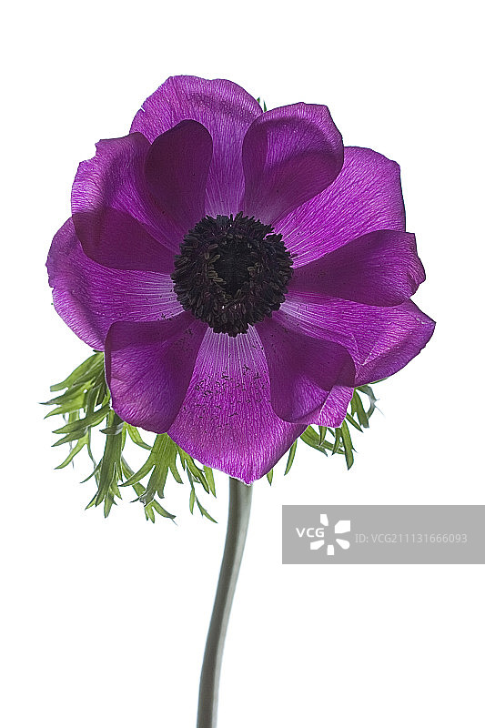 银莲花图片素材