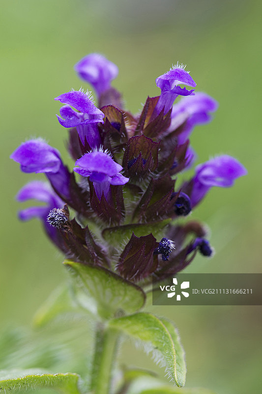 夏枯草图片素材