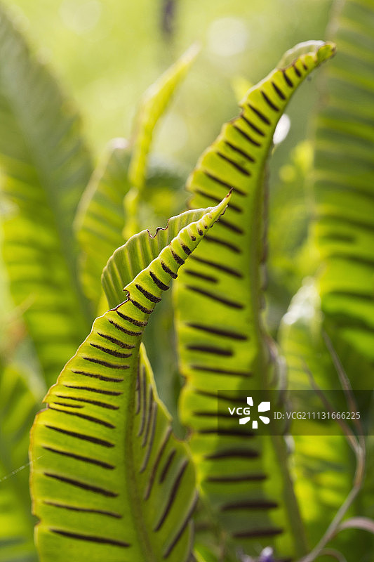 舌叶蕨图片素材