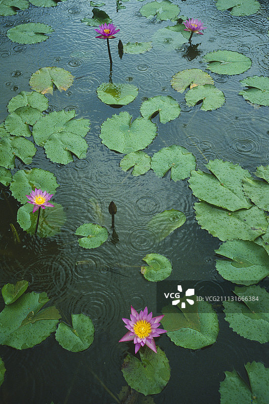 睡莲图片素材
