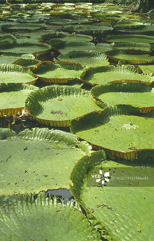 巨型睡莲图片素材