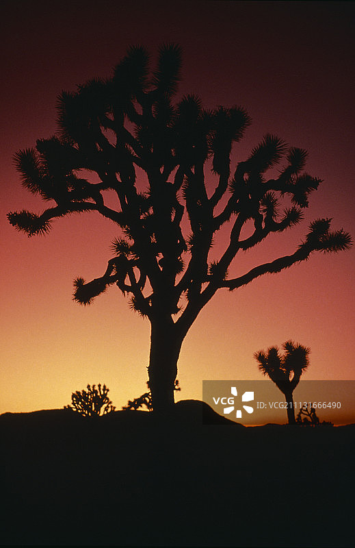 约书亚树，短叶丝兰图片素材