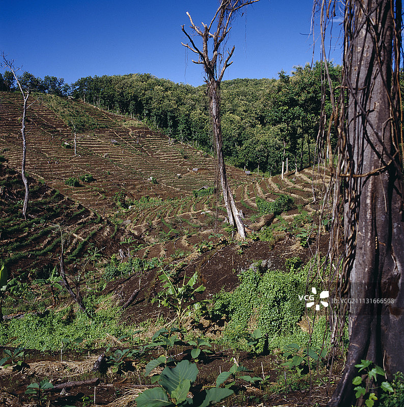洪都拉斯桃花心木图片素材