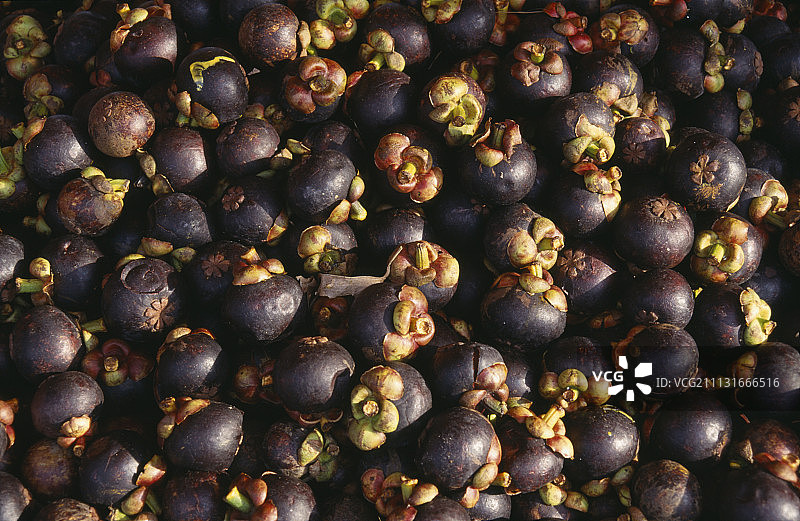 山竹，Garcinia mangostana图片素材