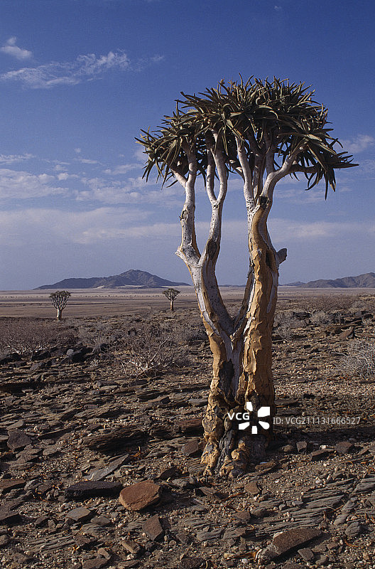 箭袋树，学名：Aloe dichotoma图片素材