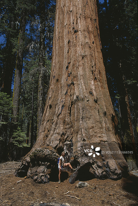 红杉，红杉图片素材