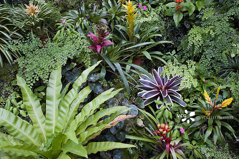菠萝科植物：Guzmania凤梨图片素材