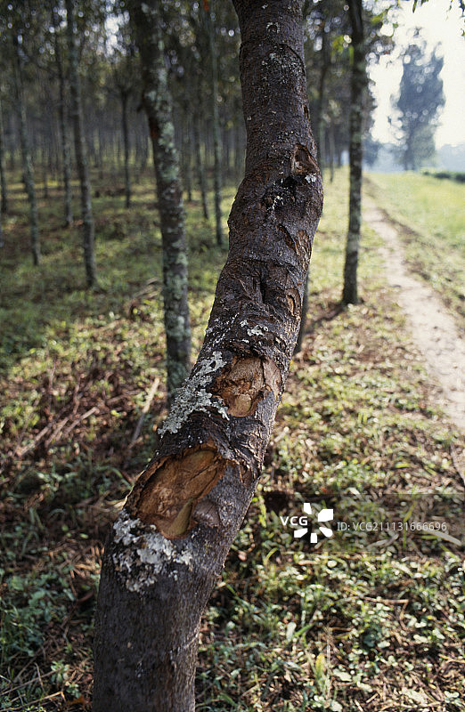 金鸡纳树图片素材